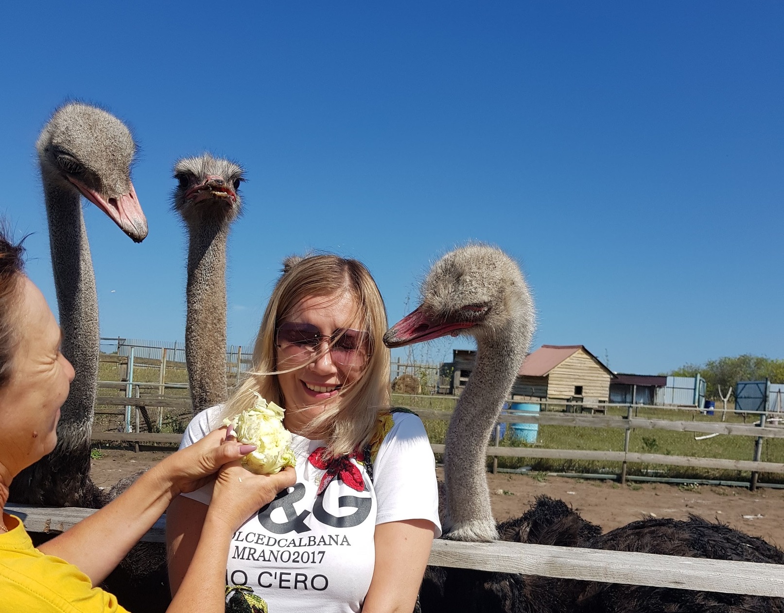 Страусиная дача — экзотические животные